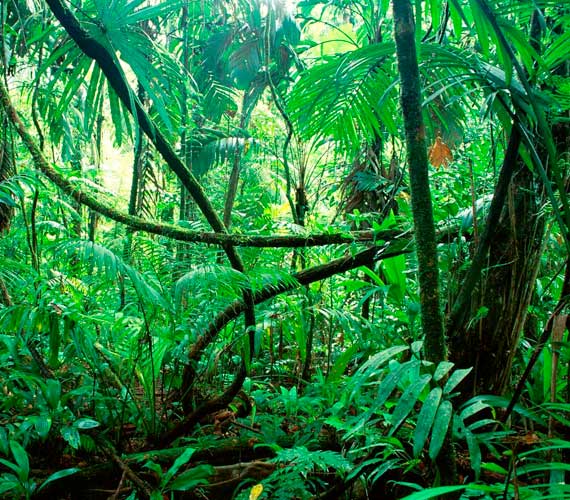 Todo suena en la selva amazónica